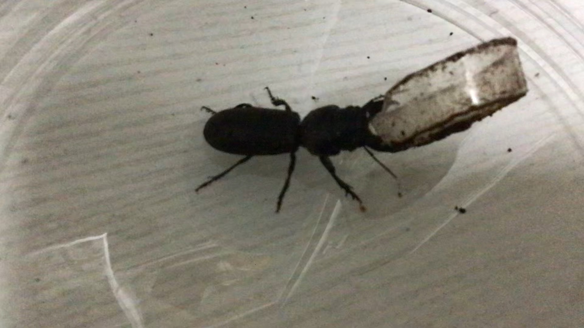 巨蝼步甲对着水盆发癫