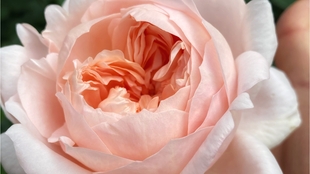 月季花园第1期 哔哩哔哩 つロ干杯 Bilibili