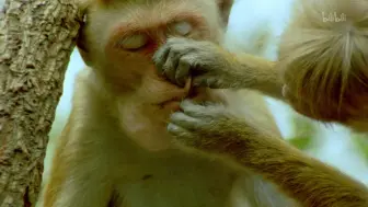 Download Video: 【纪录片】与猴群共同生活的日子-A Life among Monkeys