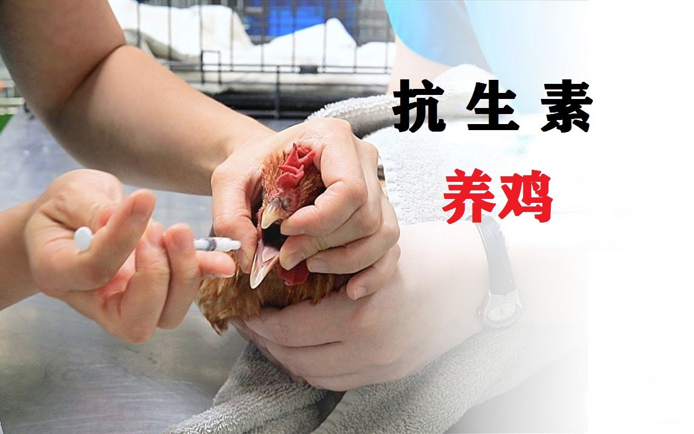 坑害子孙的抗生素鸡真的33天就能宰杀吗?什么是抗生素鸡