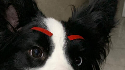 当小狗长了眉毛是怎样的一种体验 哔哩哔哩