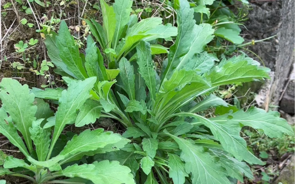 实拍野外17种中草药,你认识几种? #野生植物