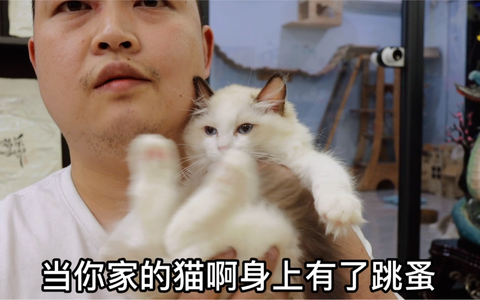 猫猫有“跳蚤”不用慌哔哩哔哩bilibili