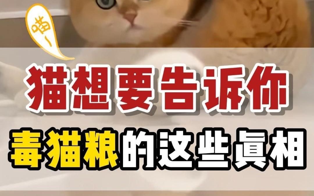 学会鉴别毒猫粮,不要给你家猫喂这些猫粮了!哔哩哔哩bilibili