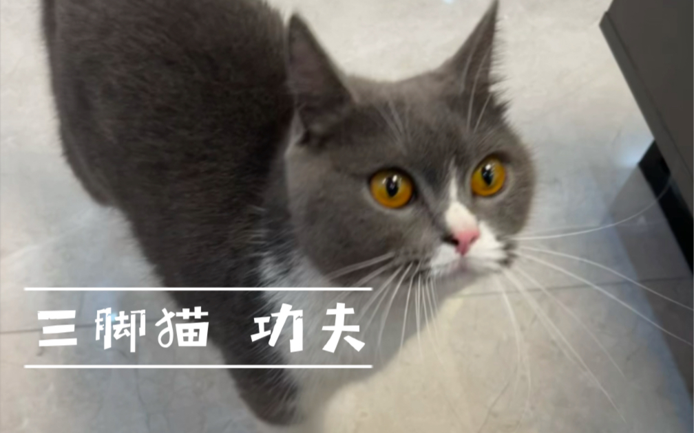 三脚猫功夫令人破防瞬间哔哩哔哩bilibili