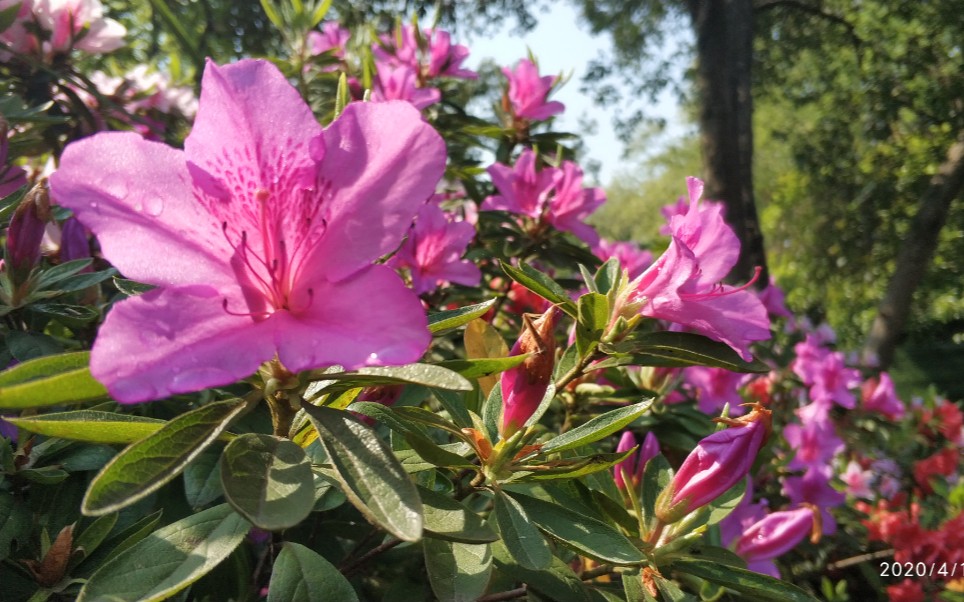 [图]山上的花开红艳艳--杜鹃花