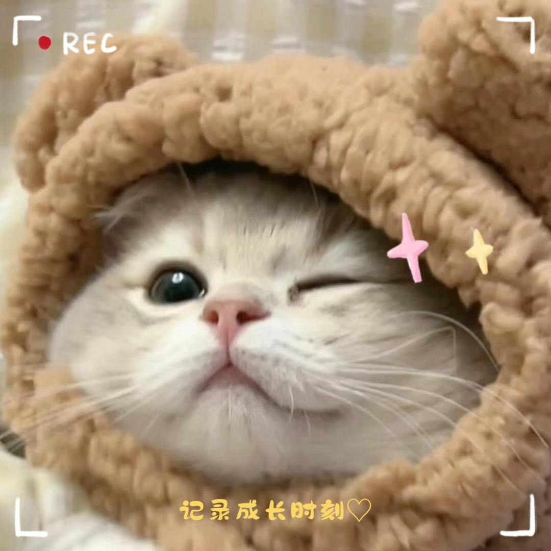 超可爱头像小猫