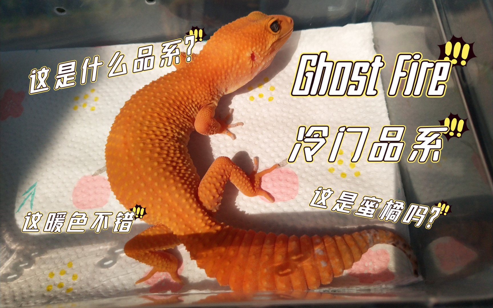 【豹纹守宫·记录】鬼火ghost fire/小火龙的一天_哔哩哔哩_bilibili