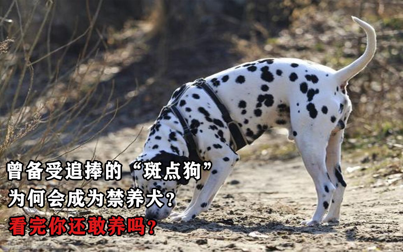 [图]曾备受追捧的“斑点狗”，为何会成为禁养犬？看完你还敢养吗？