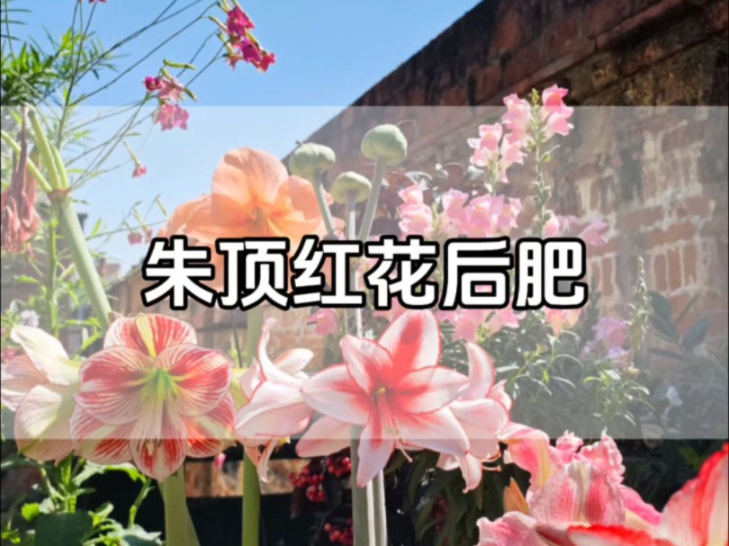 朱顶红花后肥哔哩哔哩bilibili