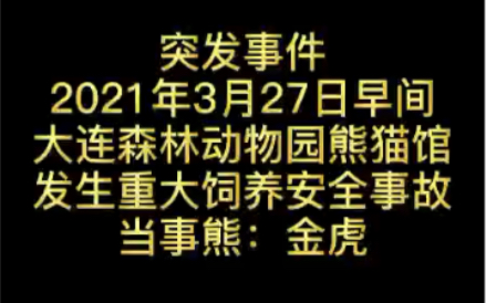 [图]突发事件，大熊猫金虎的重大安全饲养事故