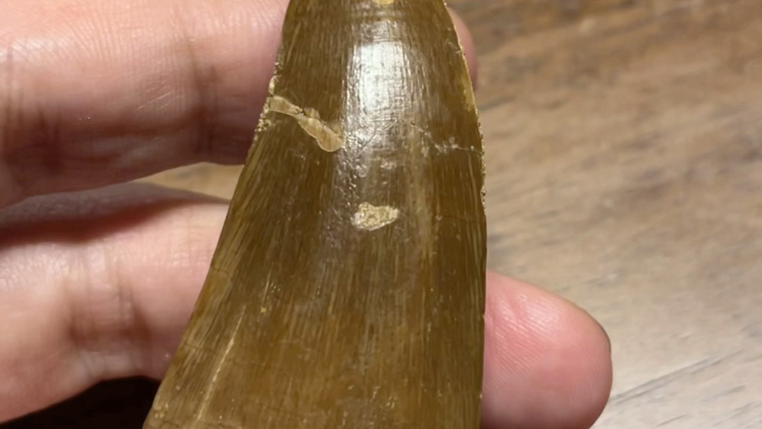 疑似霍夫曼沧龙的缘齿