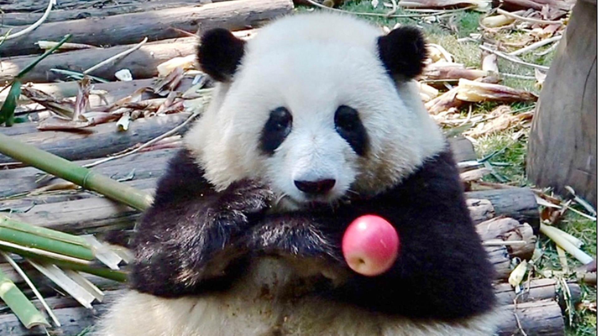 和花手上的苹果掉落,慌张的样子让人看了想笑,网友:花宝叽紧张了