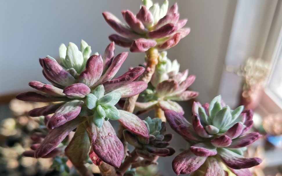 这是一颗红稚莲石化锦