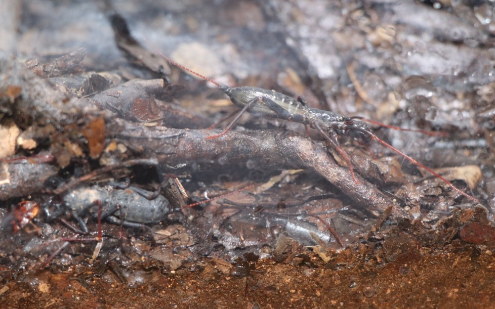 鞭蝎中华盾鞭蝎typopeltissinensis挖洞搬土手机随拍