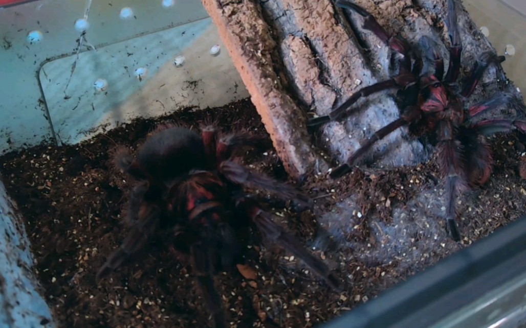 红岛食鸟蛛交配片段