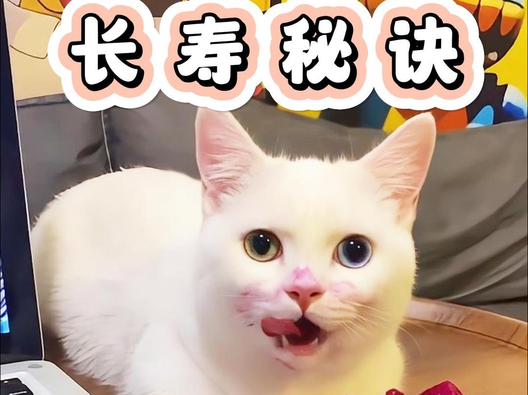 夏天猫你可以吃的10种水果哔哩哔哩bilibili