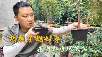 Video herunterladen: 胡颓子就这么好养，才上盆几个月更开花，花期也可以换盆