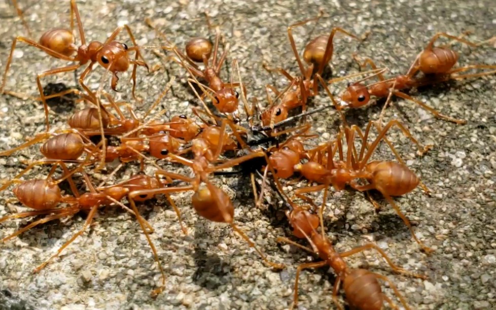 黄猄蚁逮到了一只双齿多刺蚁