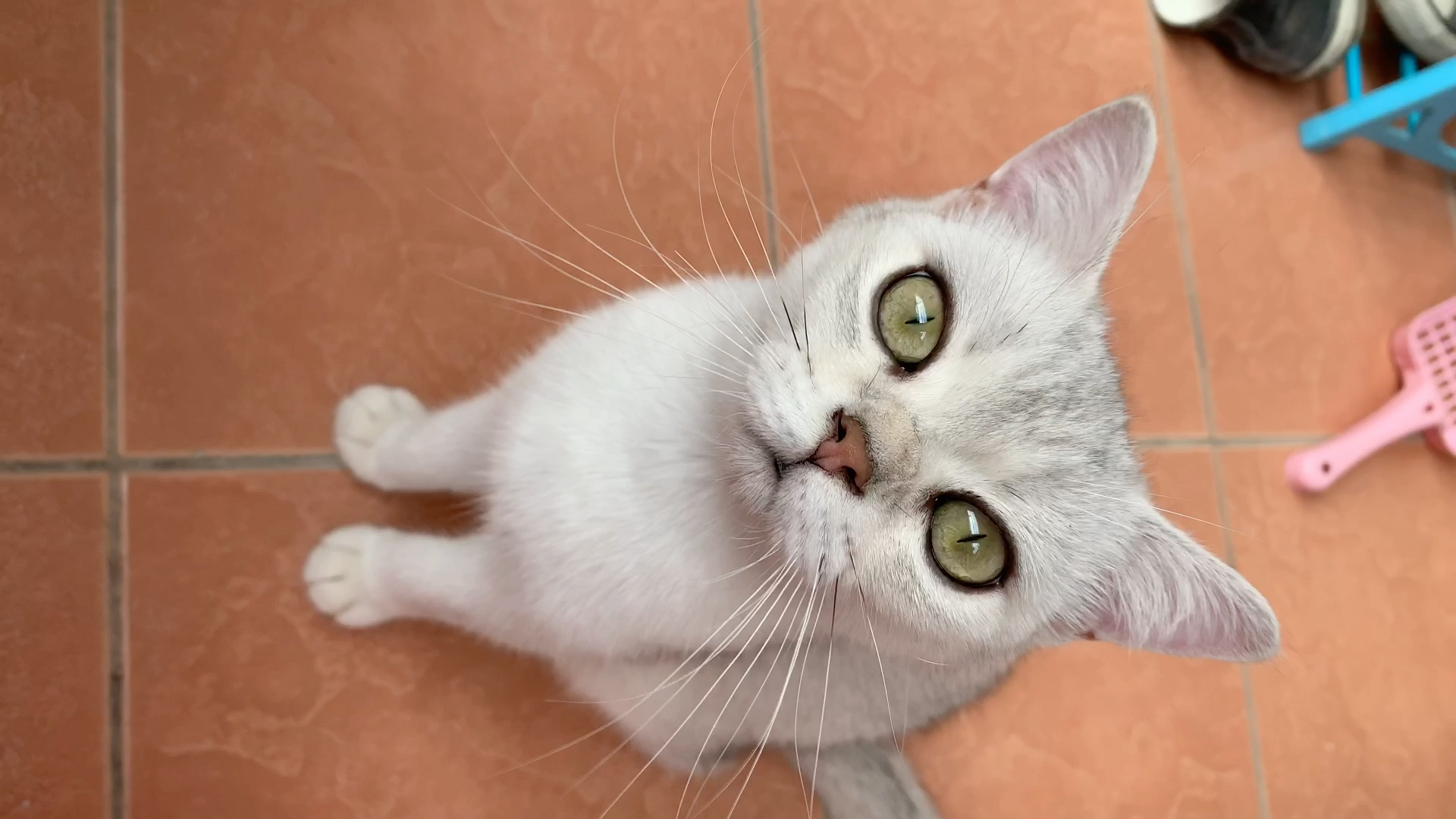 猫咪日记_一只有叫必应的喵 广东猫憨笑咩咩咩