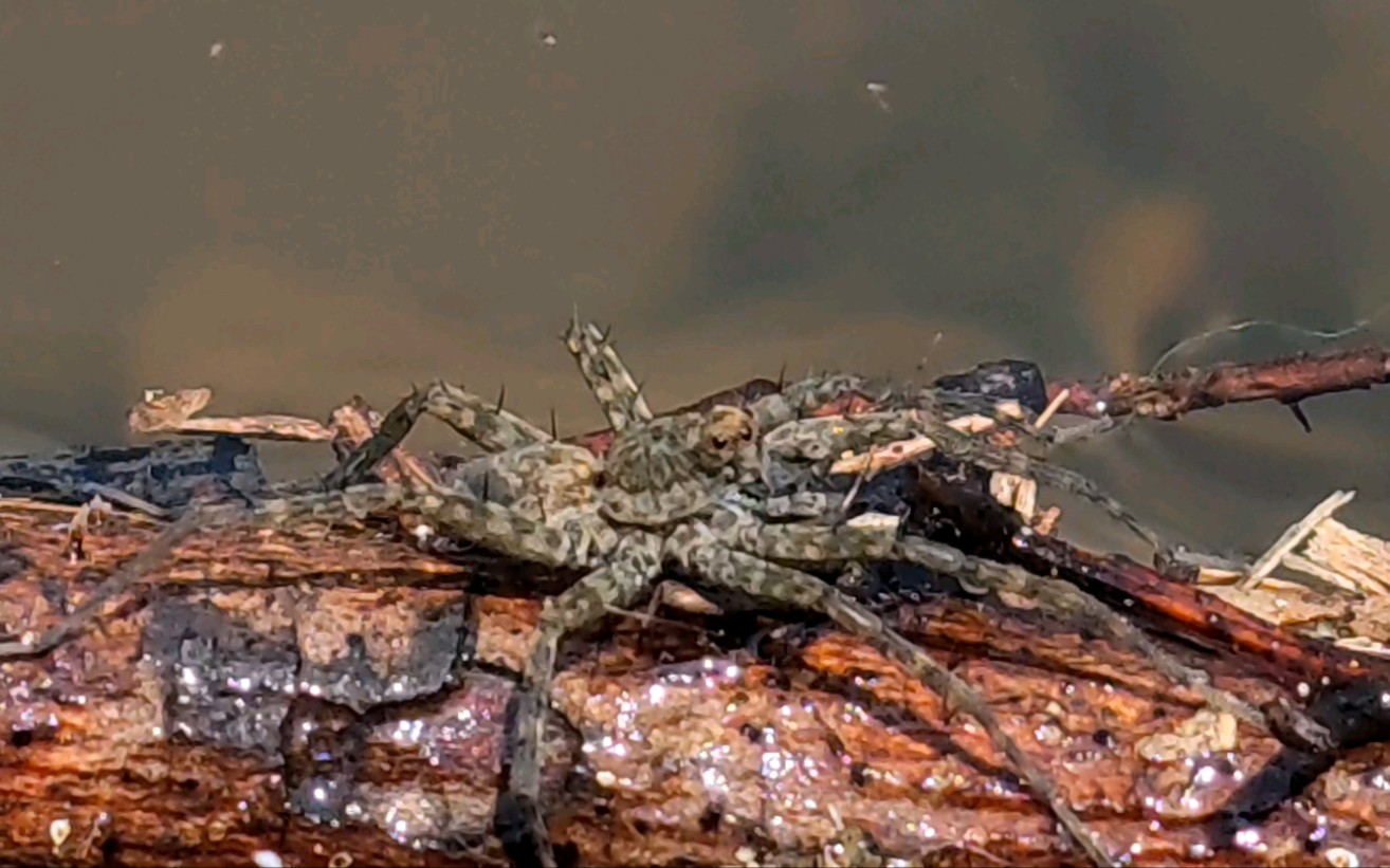 活动作品野外昆虫摄影褐腹狡蛛