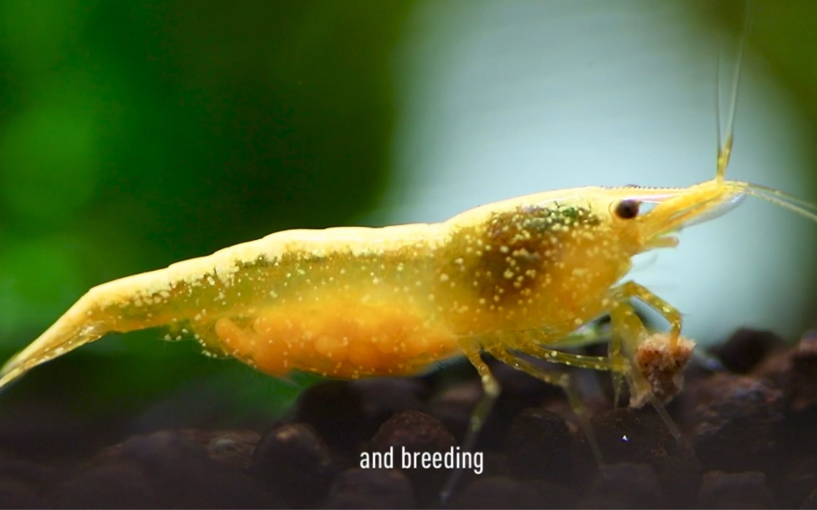 黄金背母虾抱卵