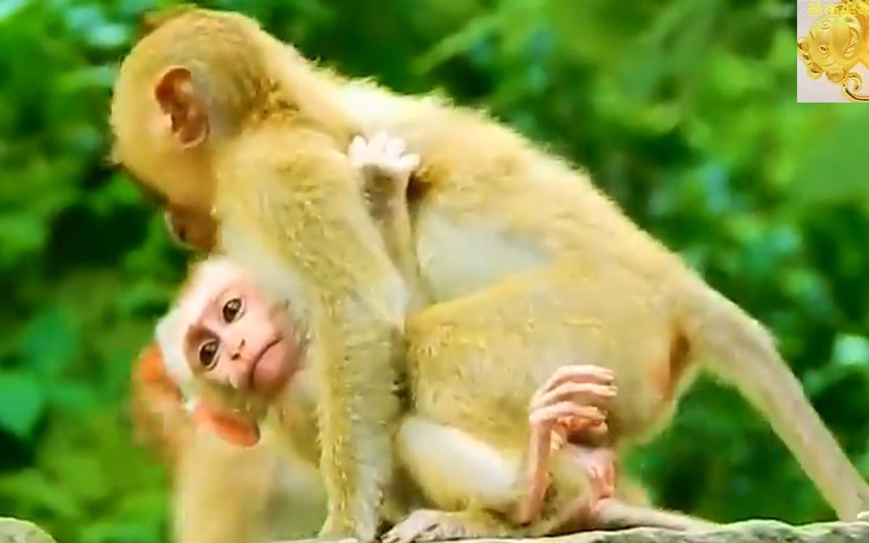 超有意思!小猴子抱着小猴子跑,小彩虹96抱着露西跑得真快