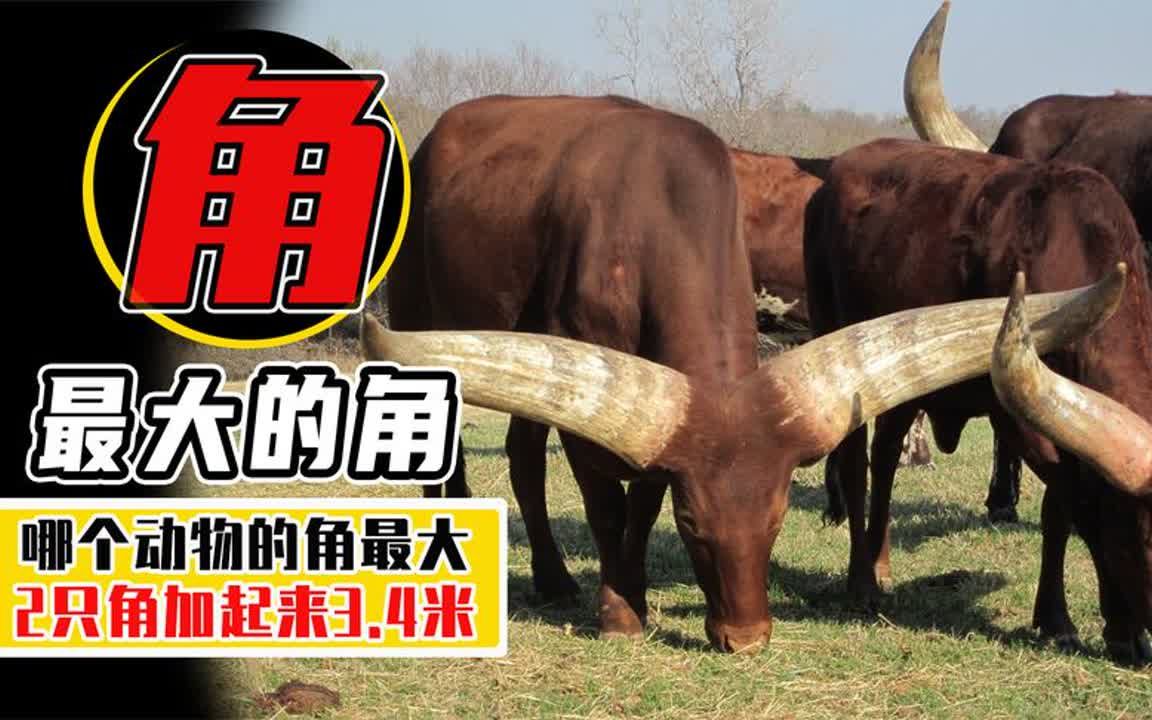 盘点5个长角动物,角长2.5米的安科拉长角牛,也只能排第二