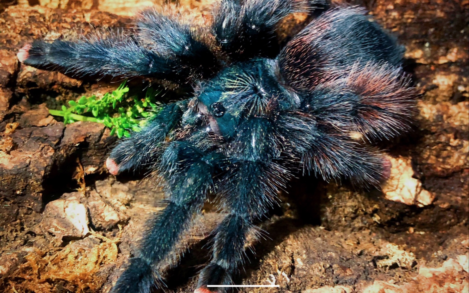 【蛛星人】粉趾饲养小技巧来啦