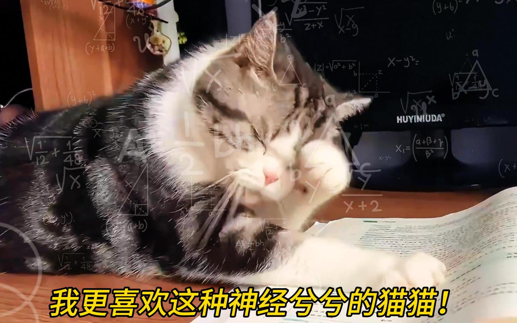 比起网络上的可爱猫猫,我更喜欢这种神经兮兮的猫猫!哔哩哔哩bilibili