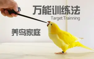 养鸟家庭必学的万能训练法 | 超实用上手快，解决一大堆人鸟问题 | Target Training