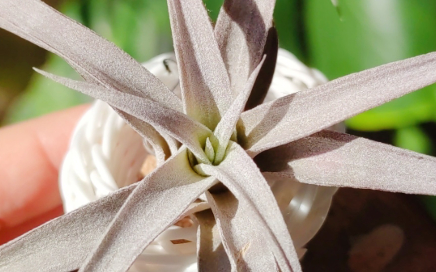 空气凤梨74阳光下的那一抹温柔 国际香帕斯