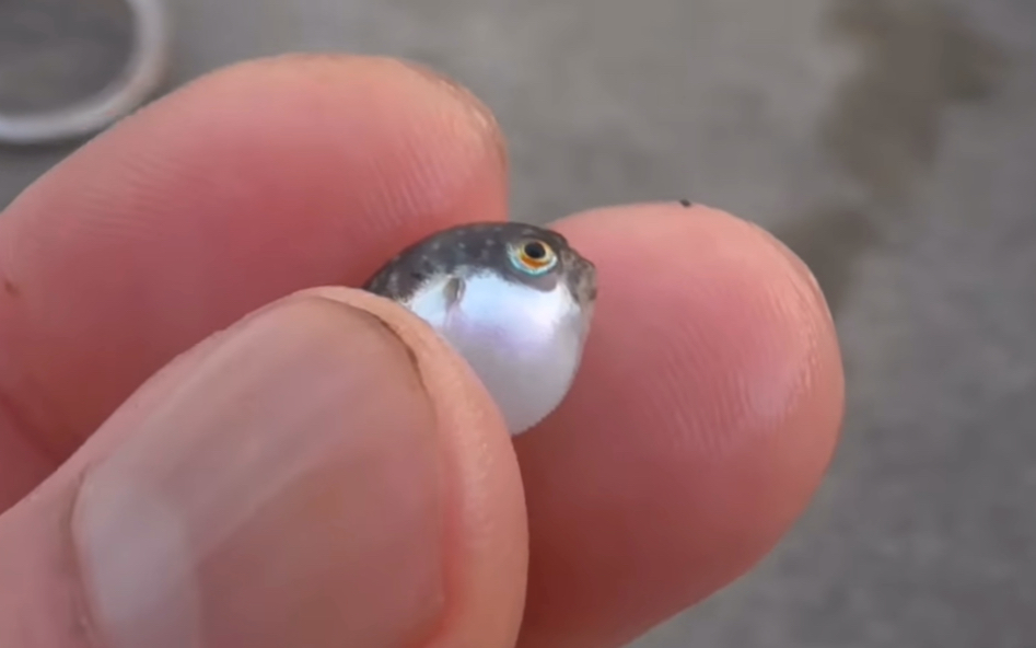 一只萌萌哒河豚幼仔 吱吱呀呀