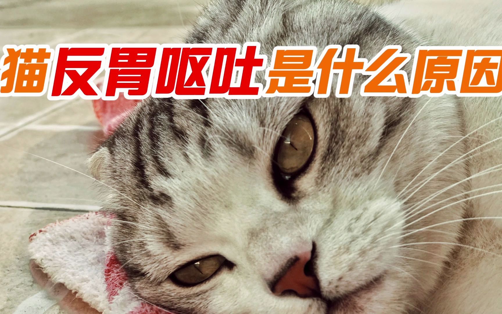 猫反胃呕吐是什么原因哔哩哔哩bilibili