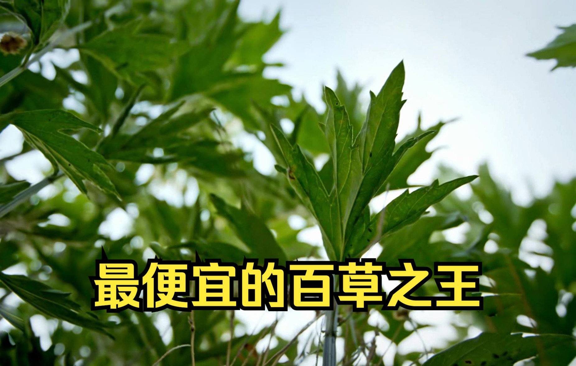 农历五月被称恶月,这最便宜的百草之王,和瘟疫蚊虫细菌说再见哔哩哔哩bilibili