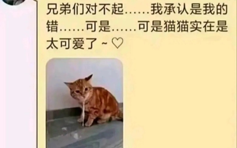 你的猫变了吗,我的猫没变就已经……哔哩哔哩bilibili