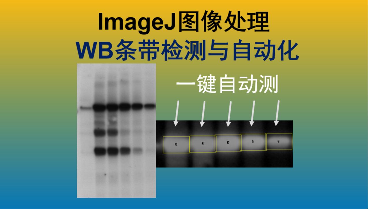 『超实用』ImageJ图像处理  Western Blot条带分析和自动化尝试哔哩哔哩bilibili