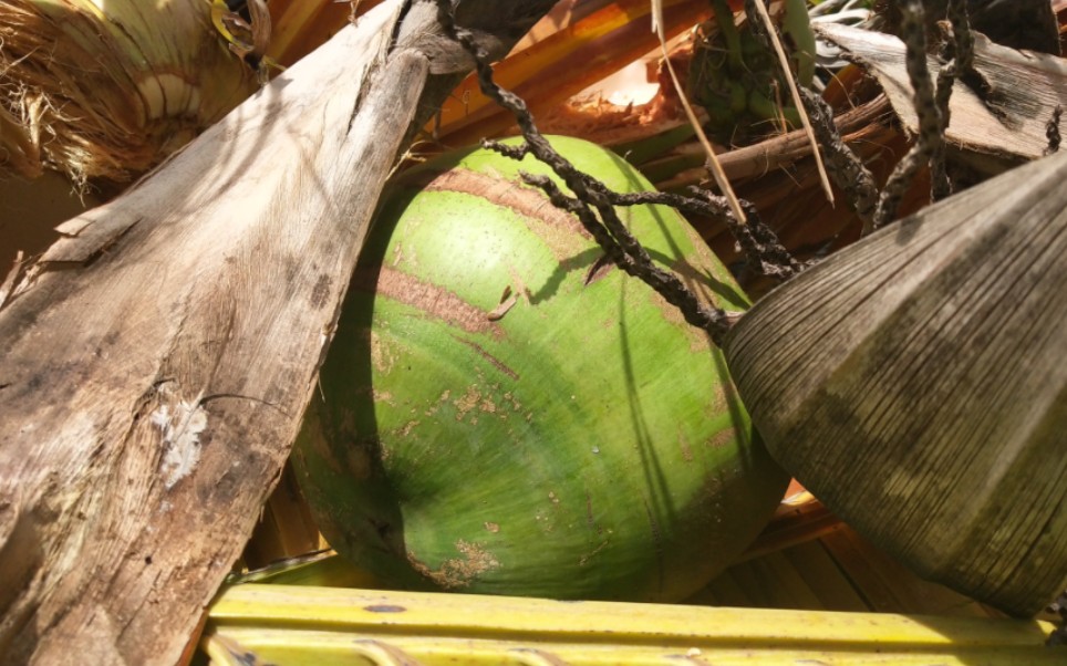 路边的野生椰子