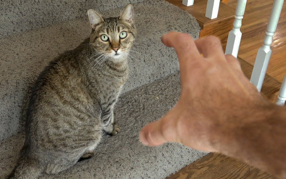 如何用魔爪抓住一只猫的肚子?