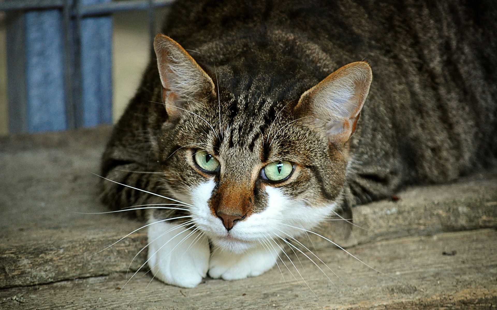 生气猫的声音 angry cats voice