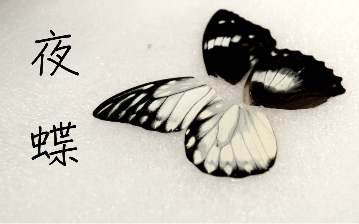 【翻拍】《夜蝶》(卡黄版)mv翻拍