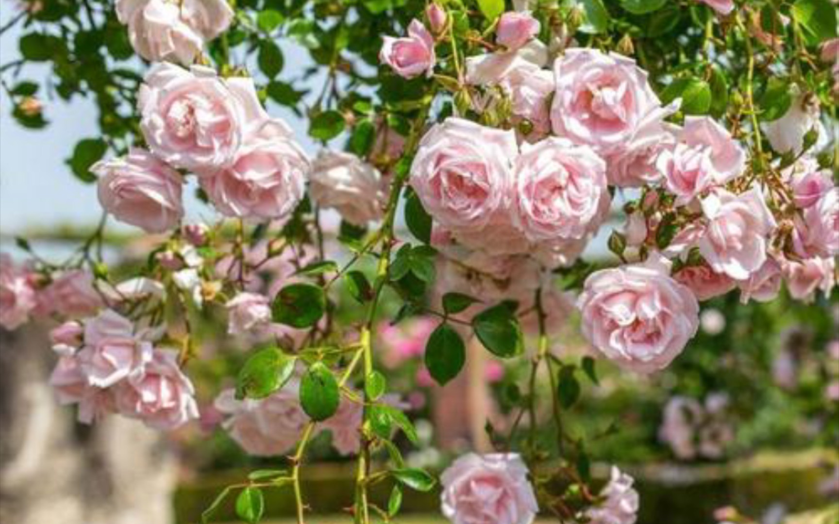 崭新黎明/粉云/new down 华南月季实录(持续更新)