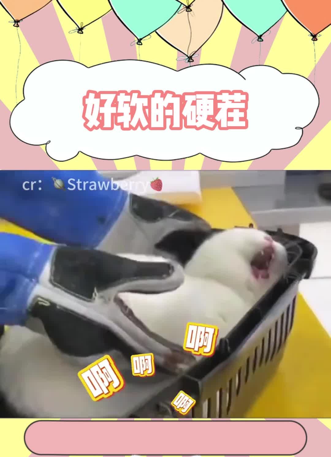 好软的硬茬哔哩哔哩bilibili