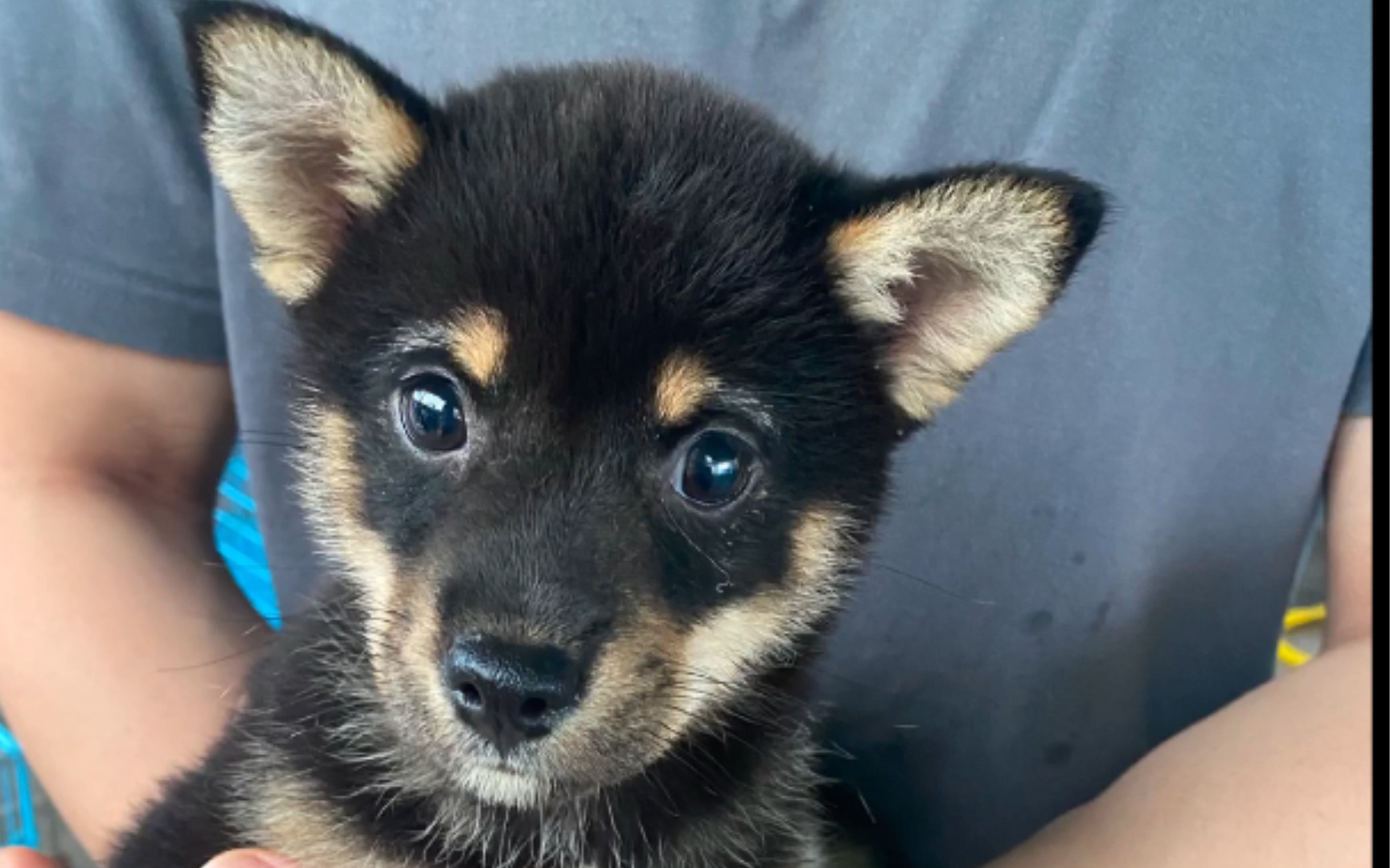 黑柴妹妹到新家的第一天