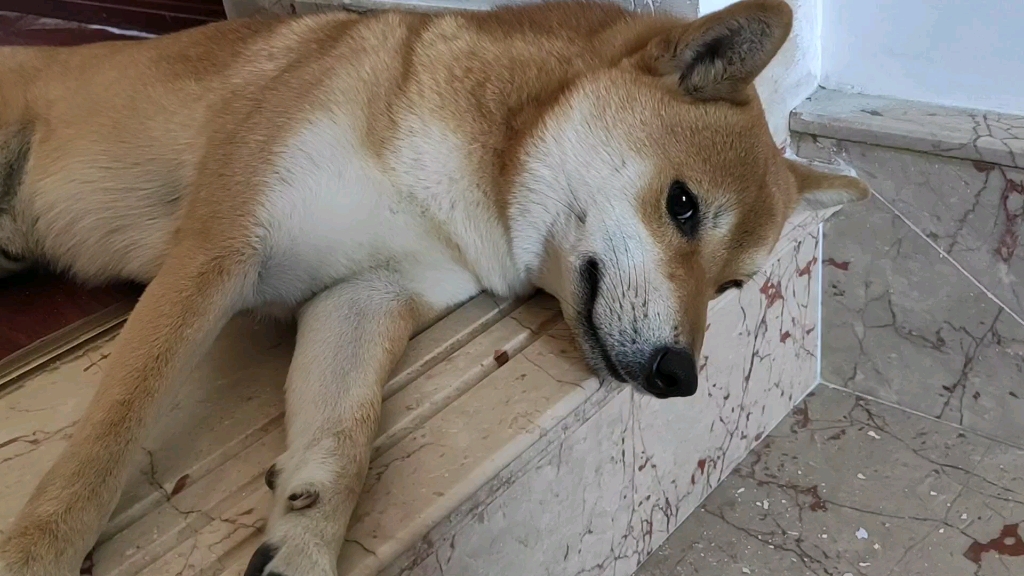 [柴犬]躺着不想动_哔哩哔哩_bilibili