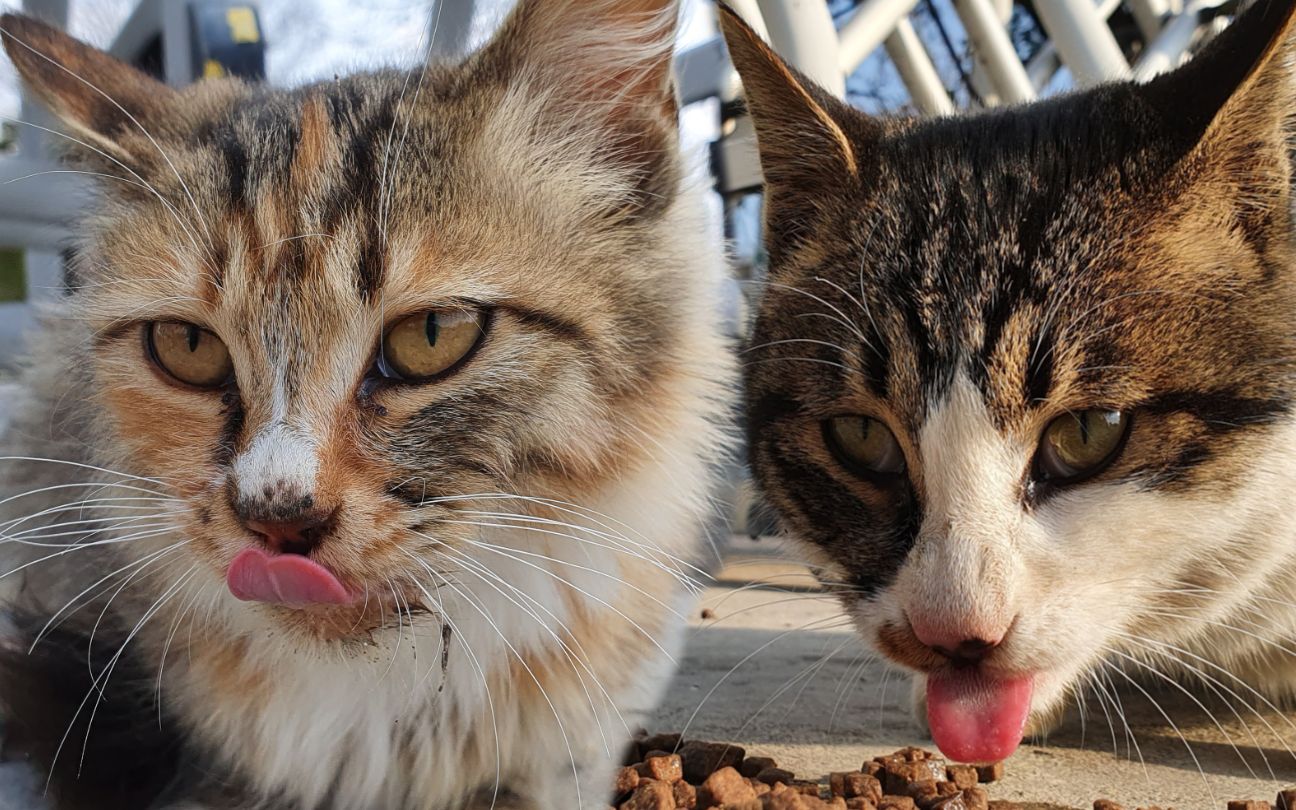 小猫咪冲进雪雨中,不断的摆动双耳,长毛飘飘,甚是妩媚