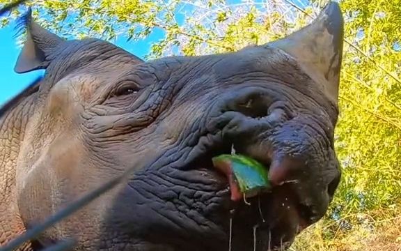 一起来看犀牛吃西瓜,原来它们头上的角是这样用哒!