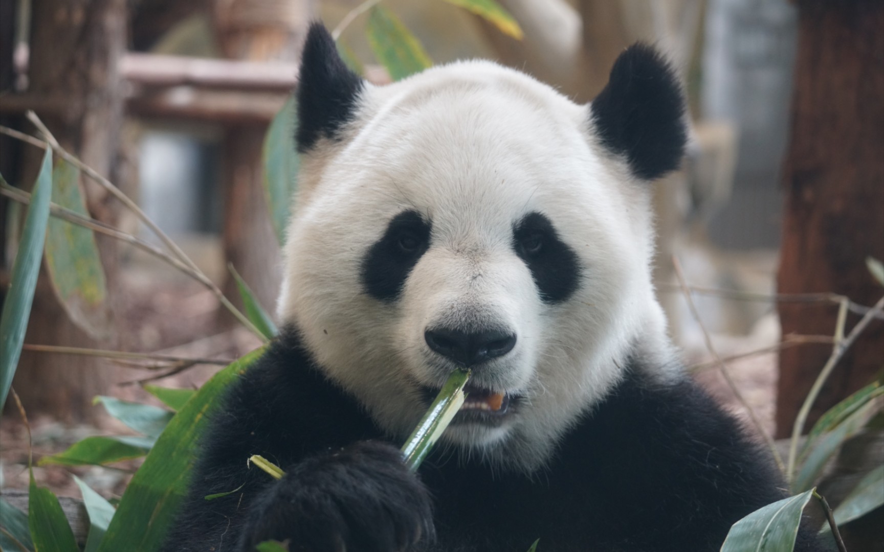 【大熊猫毛毛】蛋烘糕热干面的妈妈毛毛女士20岁生日快乐.