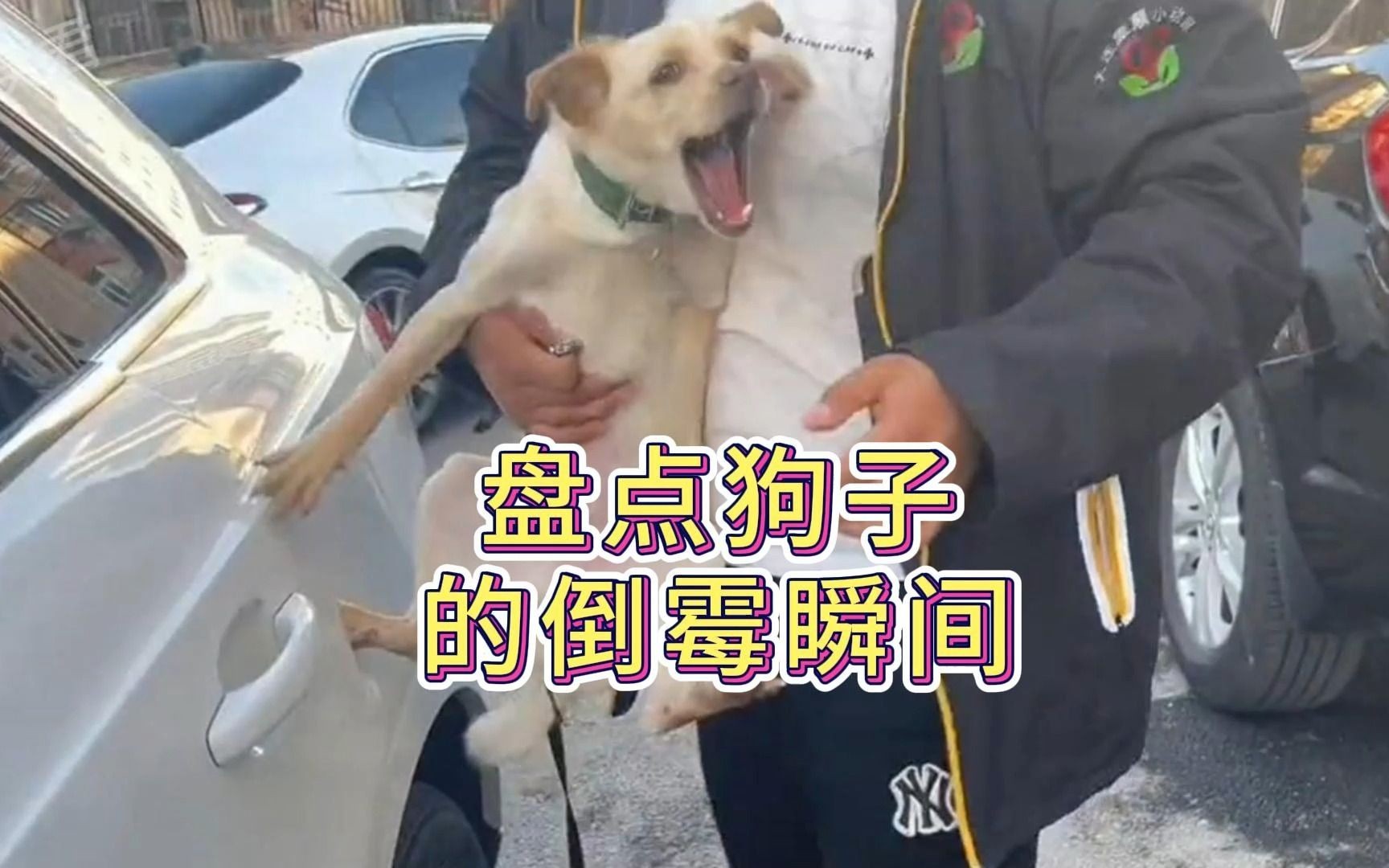 盘点那些狗子搞笑名场面,沙雕狗子迷惑行为大赏,#看一遍笑一遍 #傻狗