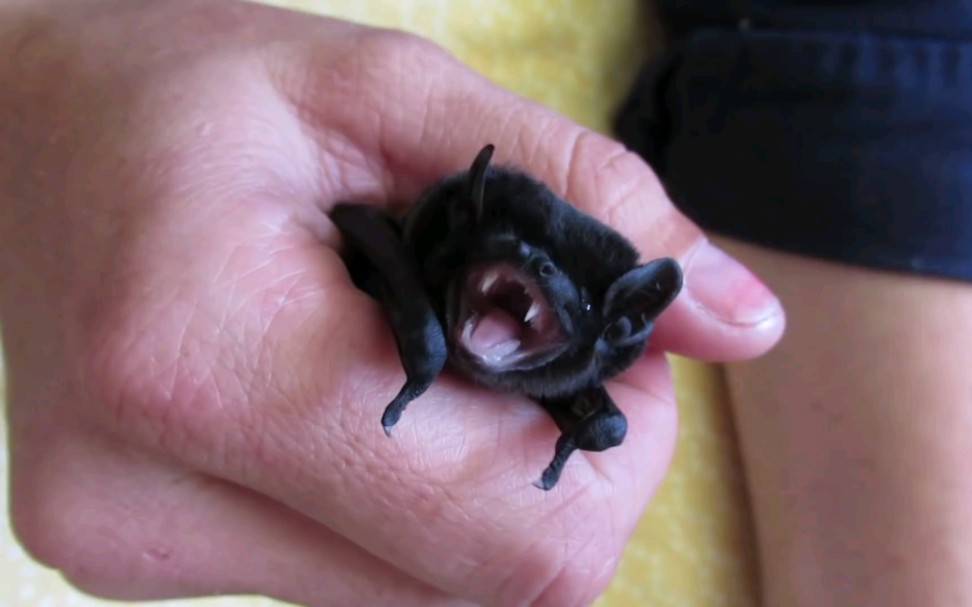 蝙蝠刚出生的样子图片